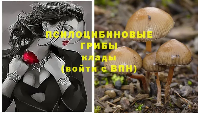 Галлюциногенные грибы Cubensis  как найти   Билибино 